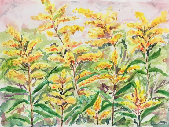 painting of goldenrod by Erin Mehlin