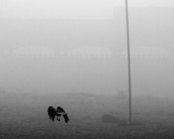 <b>Andrei Rublevik</b><br><i>bird</i><br>2016<br>digital photography<br>25 cm × 25 cm
