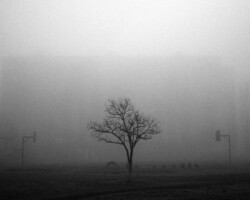 <b>Andrei Rublevik</b><br><i>tree</i><br>2016<br>digital photography<br>25 cm × 25 cm